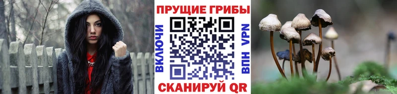 Псилоцибиновые грибы Psilocybe  ОМГ ОМГ онион  Кольчугино 